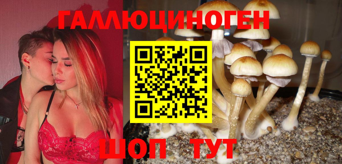 Псилоцибиновые грибы Psilocybe Алексеевка